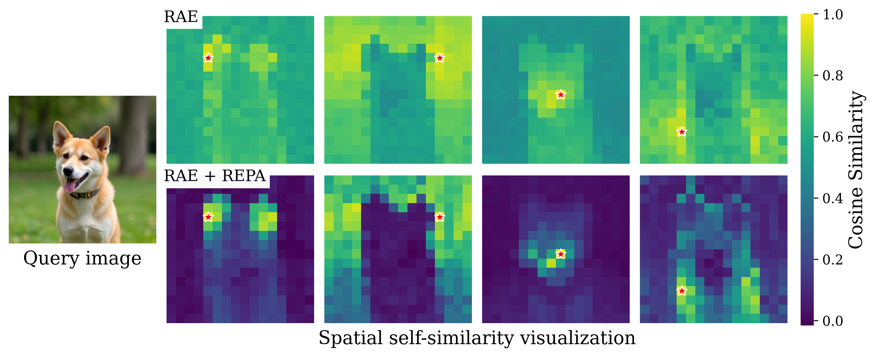 Impact of REPA on spatial structure